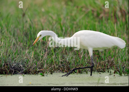 Gelb-billed Reiher oder Intermediate Silberreiher (Egretta intermedia, Mesophoyx intermedia, Ardea Intermedia) auf Nahrungssuche Stockfoto