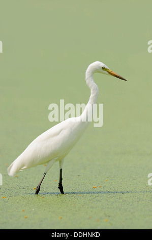 Gelb-billed Reiher oder Intermediate Silberreiher (Egretta Intermedia, Mesophoyx Intermedia, Ardea Intermedia) Stockfoto