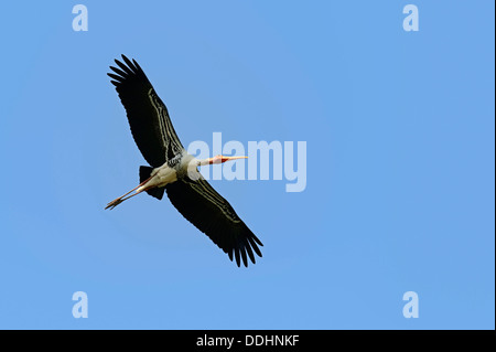 Bemalte Stork (Ibis Leucocephalus, Mycteria Leucocephala) im Flug Stockfoto