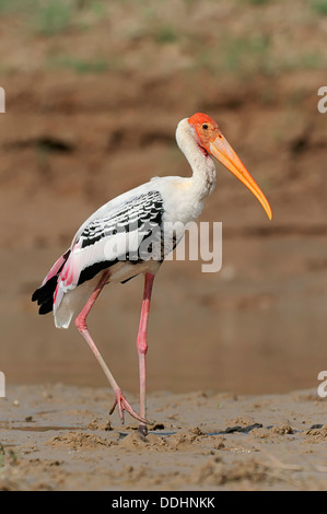 Bemalte Stork (Ibis Leucocephalus, Mycteria Leucocephala) Stockfoto
