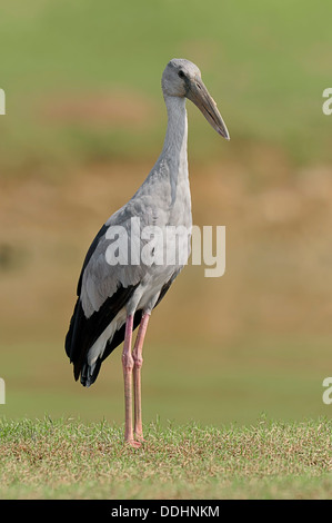 Asiatischer Openbill Storch (Anastomus Oscitans) Stockfoto