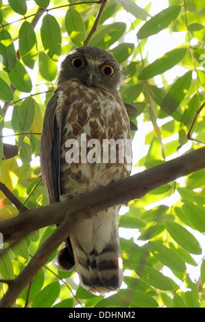 Braun Sperbereule (Ninox Scutulata) Stockfoto