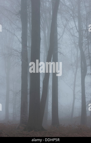 Nebel in einem Buchenwald, buchen (Fagus Sylvatica) Stockfoto