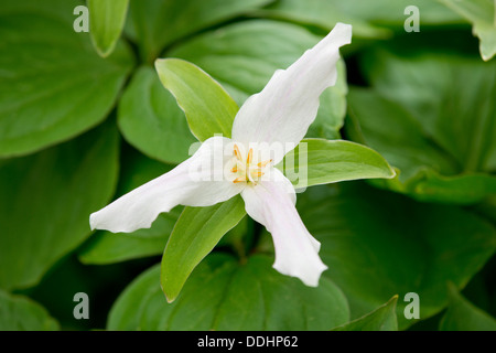 Weißes Trillium (Trillium Ovatum),, Blüte, Gartenpflanze, die in Nordamerika beheimatet Stockfoto