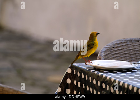 Ein männlicher Cape Weber (Ploceus Capensis) auf einem Tisch im Restaurant in der West Coast National Park, Langebaan. Stockfoto