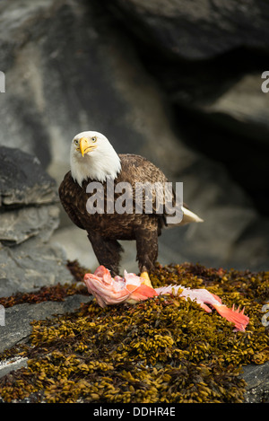 Weißkopf-Seeadler (Haliaeetus Leucocephalus) mit einem Fisch Stockfoto