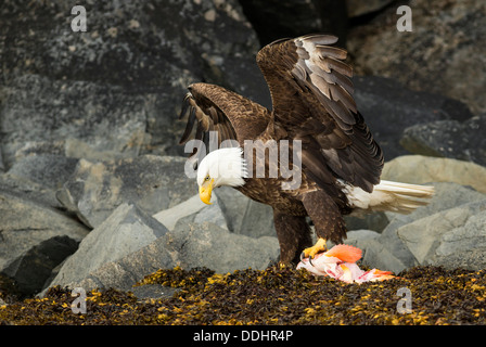 Weißkopf-Seeadler (Haliaeetus Leucocephalus) mit einem Fisch Stockfoto