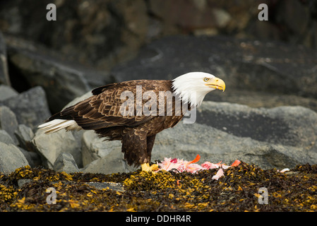 Weißkopf-Seeadler (Haliaeetus Leucocephalus) mit einem Fisch Stockfoto