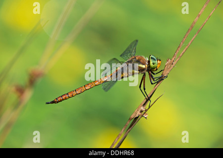 Green-Eyed Hawker (Aeshna drehbar) Stockfoto