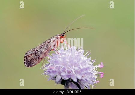 Köcherfliegenart (Halesus Tesselatus) auf der Blume des eines Teufels-Bit Witwenblume (Succisa Pratensis) Stockfoto