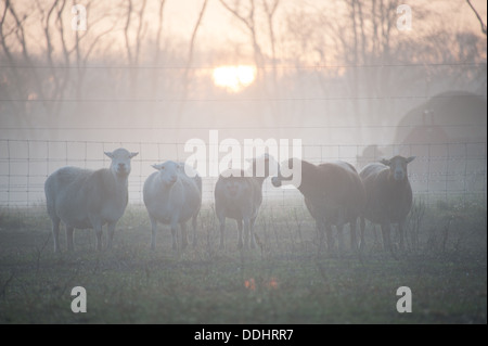 Katahdin Schafe bei Sonnenaufgang Stockfoto