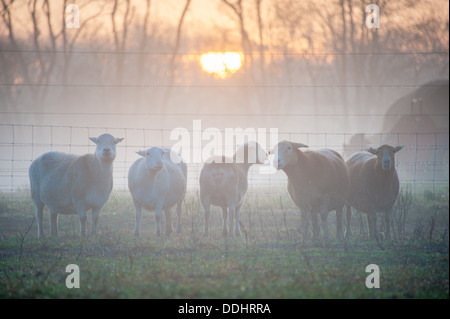 Katahdin Schafe bei Sonnenaufgang Stockfoto