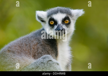 Katta (Lemur Catta), Gefangenschaft, ursprünglich aus Madagaskar Stockfoto