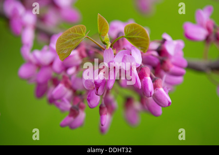 Judasbaum (Cercis Siliquastrum), Blumen und Blätter Stockfoto