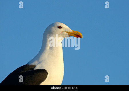 Kelp Gull (Larus Dominicanus Vetula) Stockfoto