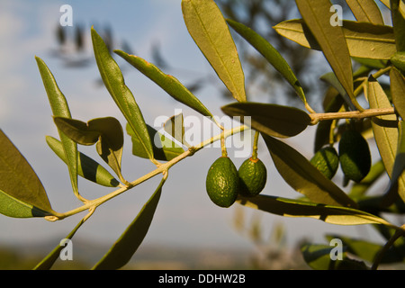 Oliven Reifen am Baum in Umbrien Italien Stockfoto