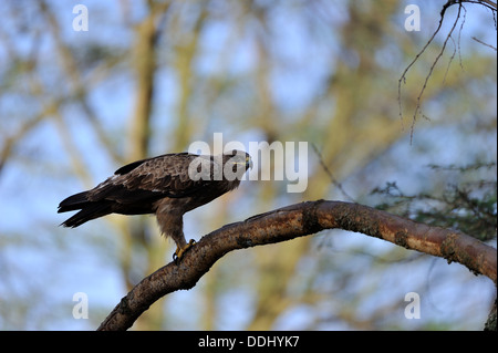 Afrikanische Tawny Adler (Aquila Rapax) thront auf einem Ast am Nakuru in Kenia NP - Ostafrika Stockfoto