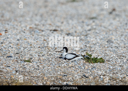 Pied Avocet - eurasischen Säbelschnäbler - schwarz-capped Säbelschnäbler (Recurvirostra Avosetta) auf dem Nest sitzen Stockfoto