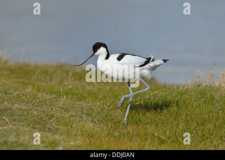 Pied Avocet - eurasischen Säbelschnäbler - schwarz-capped Säbelschnäbler (Recurvirostra Avosetta) zu Fuß auf dem Rasen Stockfoto