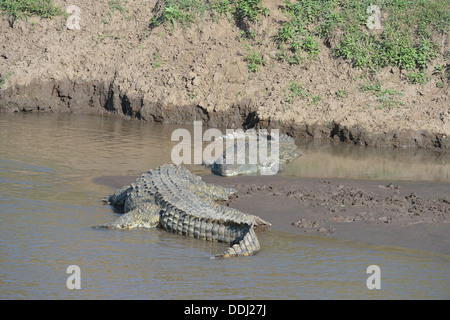 Nil-Krokodil - gemeinsame Krokodil (Crocodylus Niloticus) Sonnenbaden in den Mara River Masai Mara - Kenia - Ost-Afrika Stockfoto