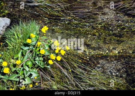 Gelbe Blumen Marsh Marigold wächst über Wasser, Gebirgsbach Stockfoto