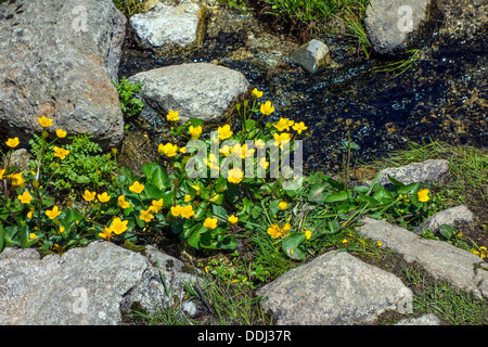 Gelbe Blumen Marsh Marigold wächst über Wasser, Gebirgsbach Stockfoto