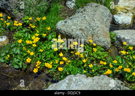 Gelbe Blumen Marsh Marigold wächst über Wasser, Gebirgsbach Stockfoto