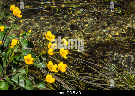 Gelbe Blumen Marsh Marigold wächst über Wasser, Gebirgsbach Stockfoto