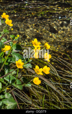 Gelbe Blumen Marsh Marigold wächst über Wasser, Gebirgsbach Stockfoto