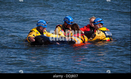 Edinburgh, Schottland, UK, 3. September 2013, Grindwale gestrandet, direkt an der Silverknowes Promenade, Cramond, Rettung der Küstenwache und Marine Mammal Medics Kampf, es ruhig zu halten, bis es ihm gelingt, Mittagessen aus herumschwimmen Zeit, aber zu diesem Zeitpunkt es nur entlang nahe am Ufer geschwommen war. Er starb später an diesem Tag. Stockfoto