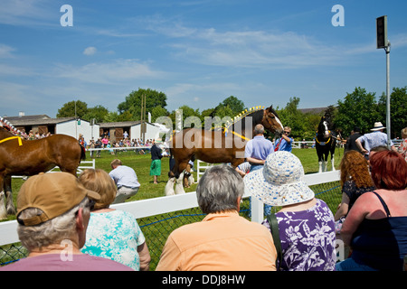 Besucher beobachten Shire Horse Judging Great Yorkshire Show in Sommer Harrogate North Yorkshire England Großbritannien GB Groß Großbritannien Stockfoto