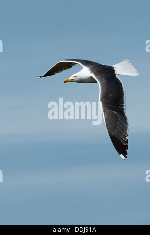 Eine große schwarz-unterstützte Möwe im Flug Stockfoto