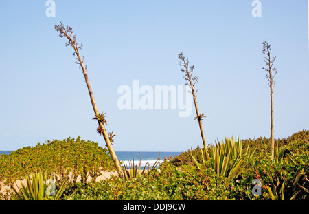 Sisal-Pflanzen wachsen auf Sand Dünen Strand in Durban in Südafrika Stockfoto