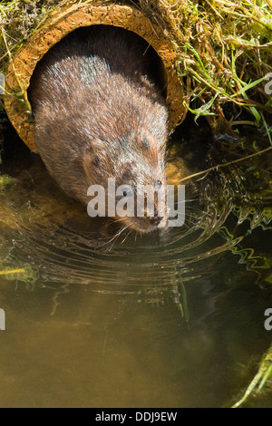 Eine Schermaus Eintauchen ins Wasser Stockfoto