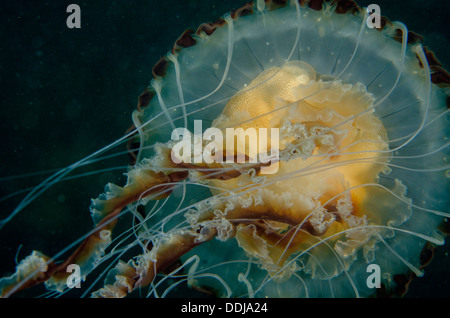 Unten, Unterseite des Kompassquallen schwimmen. Tentakeln und Dome-Gehäuse, Chrysaora Hysoscella. Stockfoto