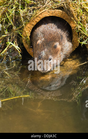 Eine Schermaus Eintauchen ins Wasser Stockfoto