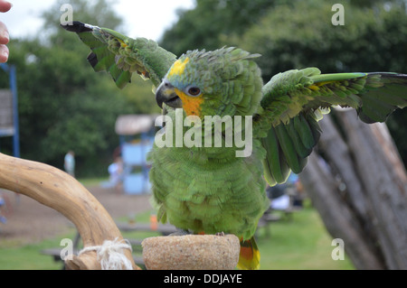 Amazon Parrot Baden Flügel Stockfoto