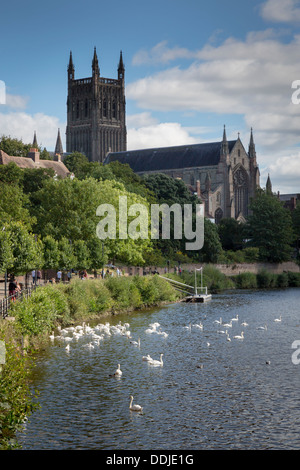 Blick auf Worcester Kathedrale vom Fluss Severn, Worcestershire, England Stockfoto