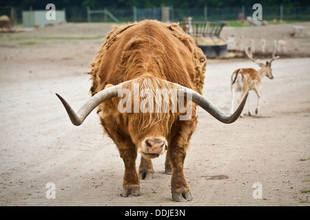 Ein schottisches Highlander Rinder geht auf die African Safari Wildlife Park in Port Clinton, Ohio Stockfoto