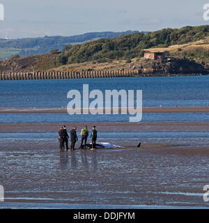 Edinburgh, Schottland, UK, 3. September 2013, Grindwale gestrandet, direkt an der Silverknowes Promenade, Cramond, Rettung der Küstenwache und Marine Mammal Medics Kampf, es ruhig zu halten, bis es ihm gelingt, Mittagessen aus herumschwimmen Zeit, aber zu diesem Zeitpunkt es nur entlang nahe am Ufer geschwommen war. Er starb später an diesem Tag. Stockfoto