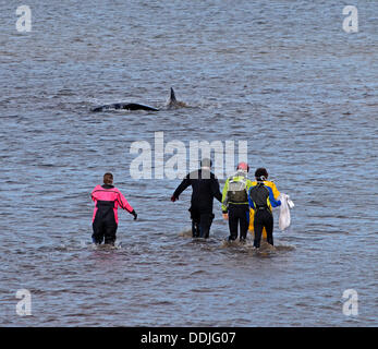 Edinburgh, Schottland, UK, 3. September 2013, Grindwale gestrandet, direkt an der Silverknowes Promenade, Cramond, Rettung der Küstenwache und Marine Mammal Medics Kampf, es ruhig zu halten, bis es ihm gelingt, Mittagessen aus herumschwimmen Zeit, aber zu diesem Zeitpunkt es nur entlang nahe am Ufer geschwommen war. Er starb später an diesem Tag. Stockfoto