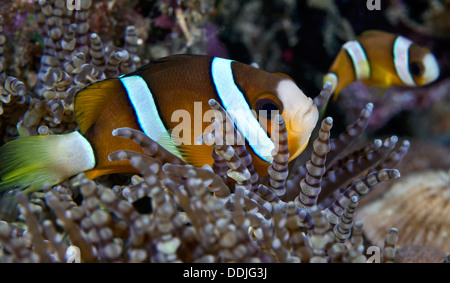 Zwei gebänderten Clownfische auf lila Perlen-Tentakel-Anemone. Puerto Galera, Philippinen. Stockfoto