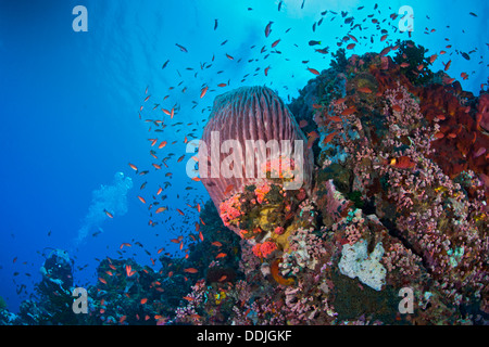 Unberührten Korallenriff mit roten Fass-Schwamm und Halo von tropischen Fischen auf Verde Island, Philippinen. Stockfoto