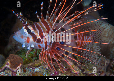 Spotfin Lionfish zeigt Detail Muster der Brustflosse im Profil-Bild. Puerto Galera, Philippinen. Stockfoto