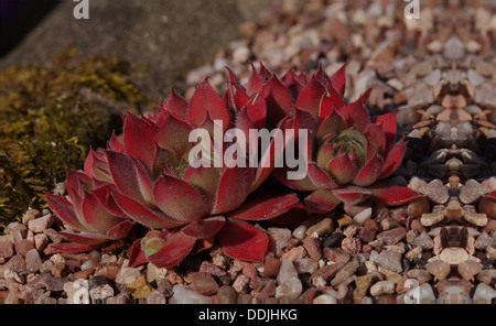 Sempervivum - Lavendel und SPITZENHÄUBCHEN Stockfoto