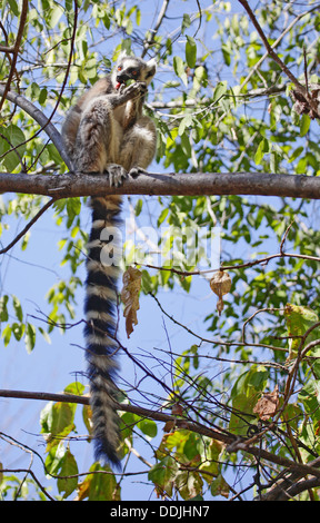 Katta (Lemur Catta) sitzt auf einem Ast, eine Frucht essen. Isalo Nationalpark, Madagaskar Stockfoto