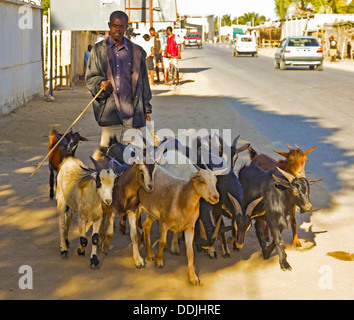 Ein Ziegenhirt zu Fuß einen Kopf von Ziegen auf einer Straße in Toliara, im südwestlichen Madagaskar. Fußgänger und Autos im Hintergrund Stockfoto