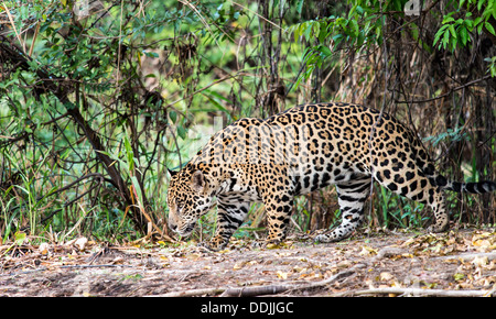 Jaguar (Panthera Onca) entlang der drei Brüder Fluss im Pantanal Porto Jofre Mato Grosso Brasil Südamerika Stockfoto