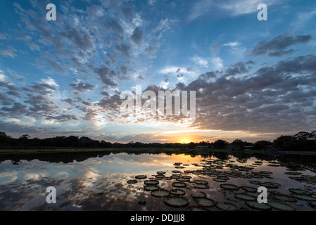 Victoria-riesige Seerose-Pads bei Sonnenaufgang Porto Jofre Hotel Pantanal Mato Grosso Brasilien Südamerika Stockfoto