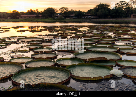 Victoria-riesige Seerose-Pads bei Sonnenaufgang Porto Jofre Hotel Pantanal Mato Grosso Brasilien Südamerika Stockfoto
